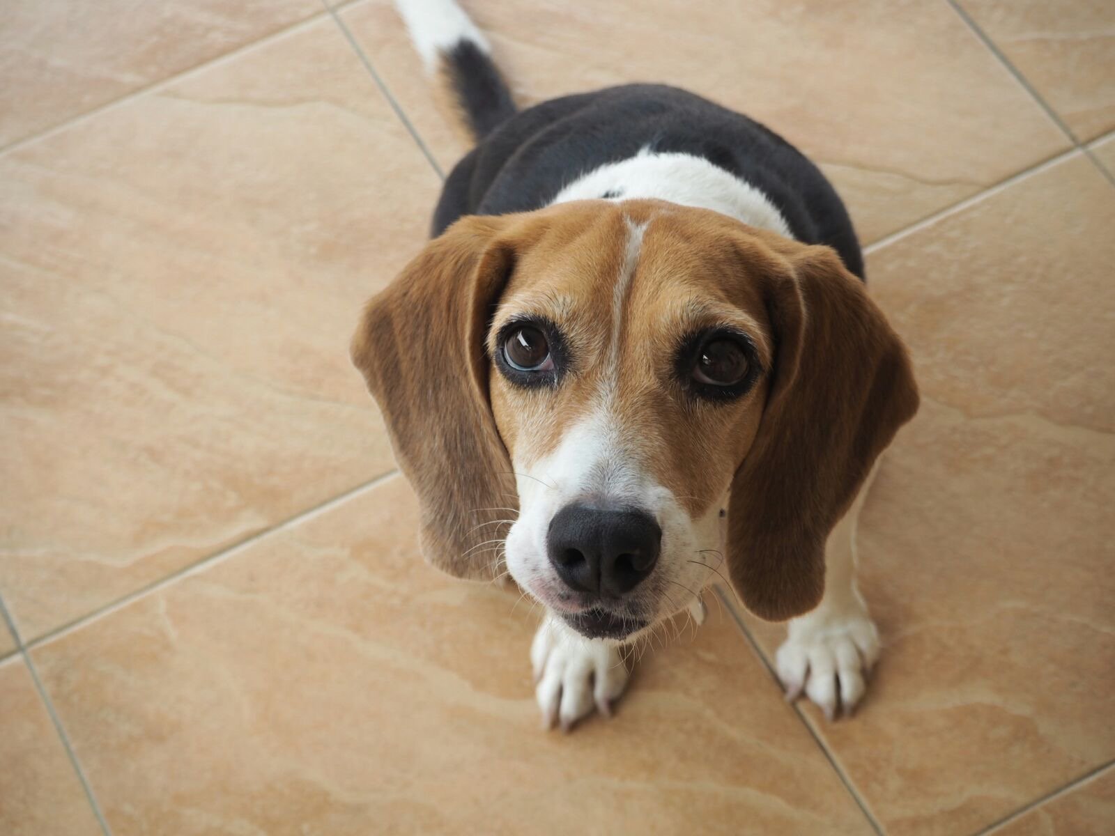 Cheeky, the inspiration behind ODE Design Lab's pet-friendly living